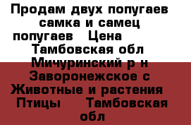 Продам двух попугаев (самка и самец) попугаев › Цена ­ 1 500 - Тамбовская обл., Мичуринский р-н, Заворонежское с. Животные и растения » Птицы   . Тамбовская обл.
